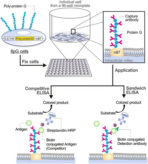 interleukin 6 highly sensitive elisa